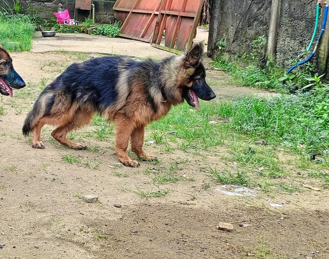 moguez