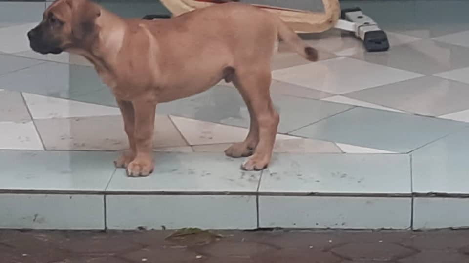 moguez